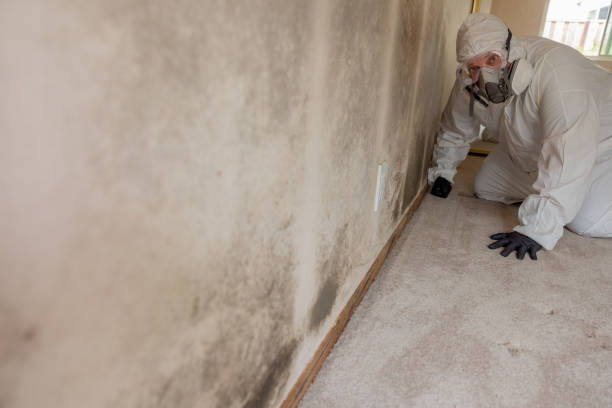Best Mold Documentation for Insurance Claims  in Romulus, MI